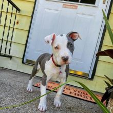 BLUE NOSE AMERICAN PITBULL TERRIER PUPPIES