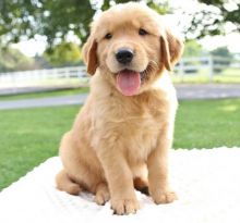 CKC GOLDEN RETRIEVER PUPPIES FOR RE-HOMING