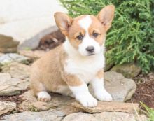 CKC PEMBROKE WELSH CORGI PUPPIES FOR RE-HOMING