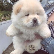 MALE AND FEMALE CHOW CHOW PUPPIES AVAILABLE
