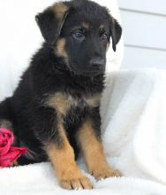 MALE AND FEMALE GERMAN SHEPHERD PUPPIES AVAILABLE