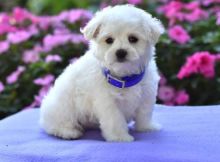 MALE AND FEMALE MALTESE PUPPIES AVAILABLE