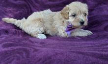 MALE AND FEMALE MALTIPOO PUPPIES AVAILABLE