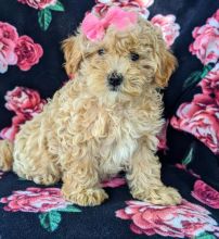 MALTIPOO PUPPIES FOR ADOPTION