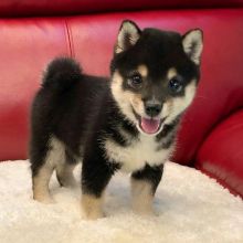 SHIBA INU PUPPIES FOR ADOPTION