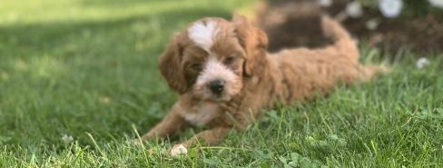 CKC CAVAPOO PUPPIES FOR RE-HOMING Image eClassifieds4u