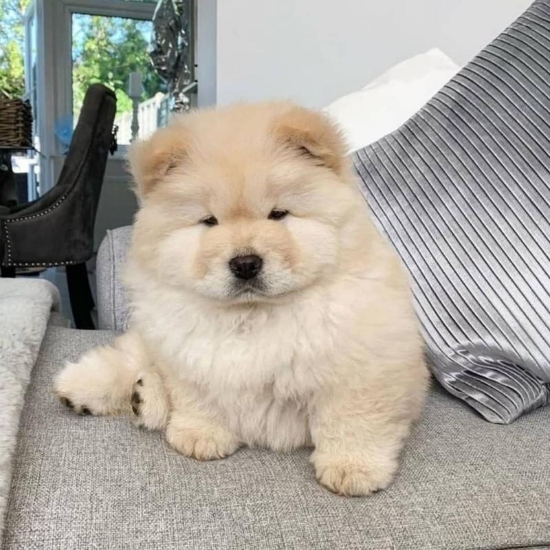 CKC CHOW CHOW PUPPIES FOR RE-HOMING Image eClassifieds4u