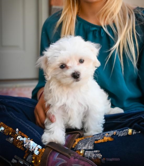 CKC MALTESE PUPPIES FOR RE-HOMING Image eClassifieds4u