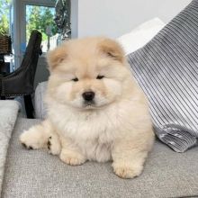 CKC CHOW CHOW PUPPIES FOR RE-HOMING Image eClassifieds4U