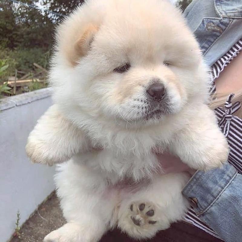 MALE AND FEMALE CHOW CHOW PUPPIES AVAILABLE Image eClassifieds4u
