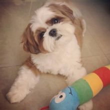 CKC SHIH TZU PUPPIES FOR RE-HOMING