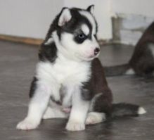 SIBERIAN HUSKY PUPPIES FOR ADOPTION