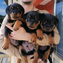 MALE AND FEMALE ROTTWEILER PUPPIES AVAILABLE