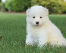 MALE AND FEMALE SAMOYED PUPPIES AVAILABLE