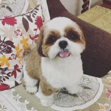 MALE AND FEMALE SHIH TZU PUPPIES AVAILABLE