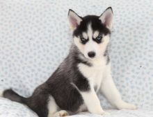 MALE AND FEMALE SIBERIAN HUSKY PUPPIES AVAILABLE