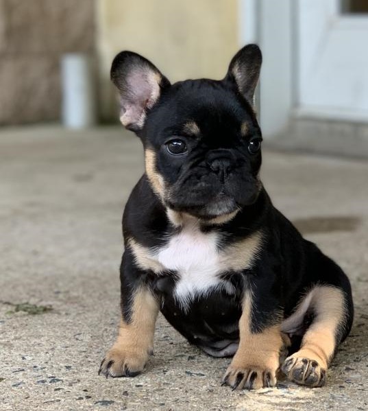 CKC FRENCH BULLDOG PUPPIES FOR RE-HOMING Image eClassifieds4u