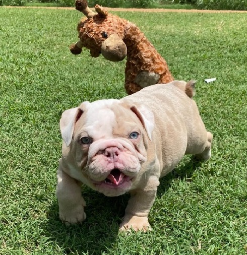 English bulldog puppies for adoption Image eClassifieds4u