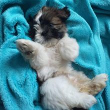 SHIH TZU PUPPIES FOR ADOPTION Image eClassifieds4U