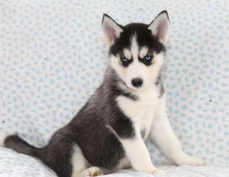 MALE AND FEMALE SIBERIAN HUSKY PUPPIES AVAILABLE Image eClassifieds4u