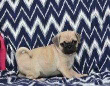 MALE AND FEMALE Adorable Pug puppies available