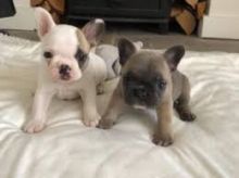 MALE AND FEMALE FRENCH BULLDOG PUPPIES AVAILABLE