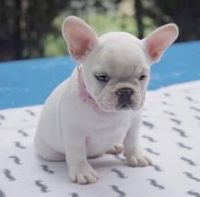 MALE AND FEMALE FRENCH BULLDOG PUPPIES AVAILABLE