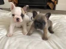 MALE AND FEMALE FRENCH BULLDOG PUPPIES AVAILABLE Image eClassifieds4U