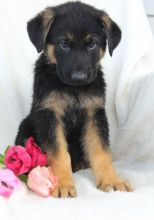 CKC GERMAN SHEPHERD PUPPIES FOR RE-HOMING