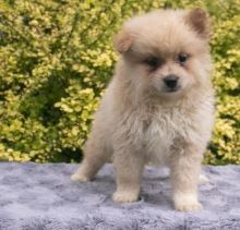 CKC POMERANIAN PUPPIES FOR RE-HOMING