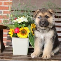 GERMAN SHEPHERD PUPPIES FOR ADOPTION