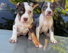 MALE AND FEMALE BLUE NOSE AMERICAN PITBULL TERRIER PUPPIES AVAILABLE