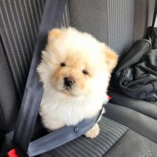 MALE AND FEMALE CHOW CHOW PUPPIES AVAILABLE