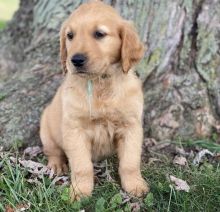 MALE AND FEMALE GOLDEN RETRIEVER PUPPIES AVAILABLE
