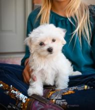 MALE AND FEMALE MALTESE PUPPIES AVAILABLE