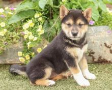 MALE AND FEMALE SHIBA INU PUPPIES AVAILABLE