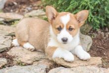 PEMBROKE WELSH CORGI PUPPIES FOR ADOPTION