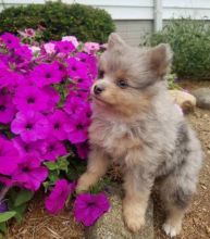 POMERANIAN PUPPIES FOR ADOPTION