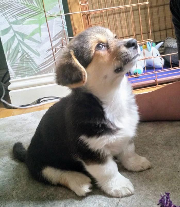 CKC PEMBROKE WELSH CORGI PUPPIES FOR RE-HOMING Image eClassifieds4u