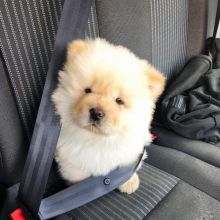 MALE AND FEMALE CHOW CHOW PUPPIES AVAILABLE Image eClassifieds4U