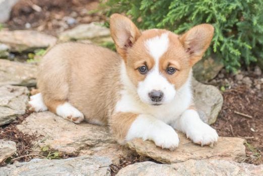 PEMBROKE WELSH CORGI PUPPIES FOR ADOPTION Image eClassifieds4u