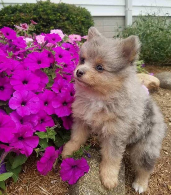 POMERANIAN PUPPIES FOR ADOPTION Image eClassifieds4u