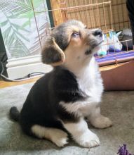 CKC PEMBROKE WELSH CORGI PUPPIES FOR RE-HOMING