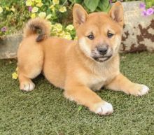 CKC SHIBA INU PUPPIES FOR RE-HOMING