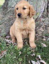 GOLDEN RETRIEVER PUPPIES FOR ADOPTION