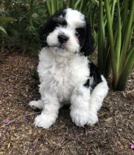 CAVAPOO PUPPIES FOR ADOPTION