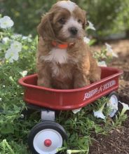 CKC CAVAPOO PUPPIES FOR RE-HOMING