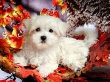 CKC quality Maltese Puppies for adoption!!!