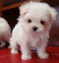 cute adorable maltese puppies ready for re homing