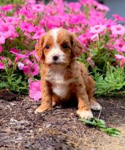 MALE AND FEMALE CAVAPOO PUPPIES AVAILABLE